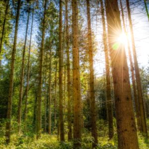 Kiinteistön desktop-luontoselvitys